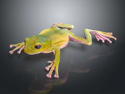 Green Tree Frog With Pink Toes On Black Background Showing Reflection 3d model