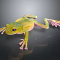 Green Tree Frog With Pink Toes On Black Background Showing Reflection 3d model