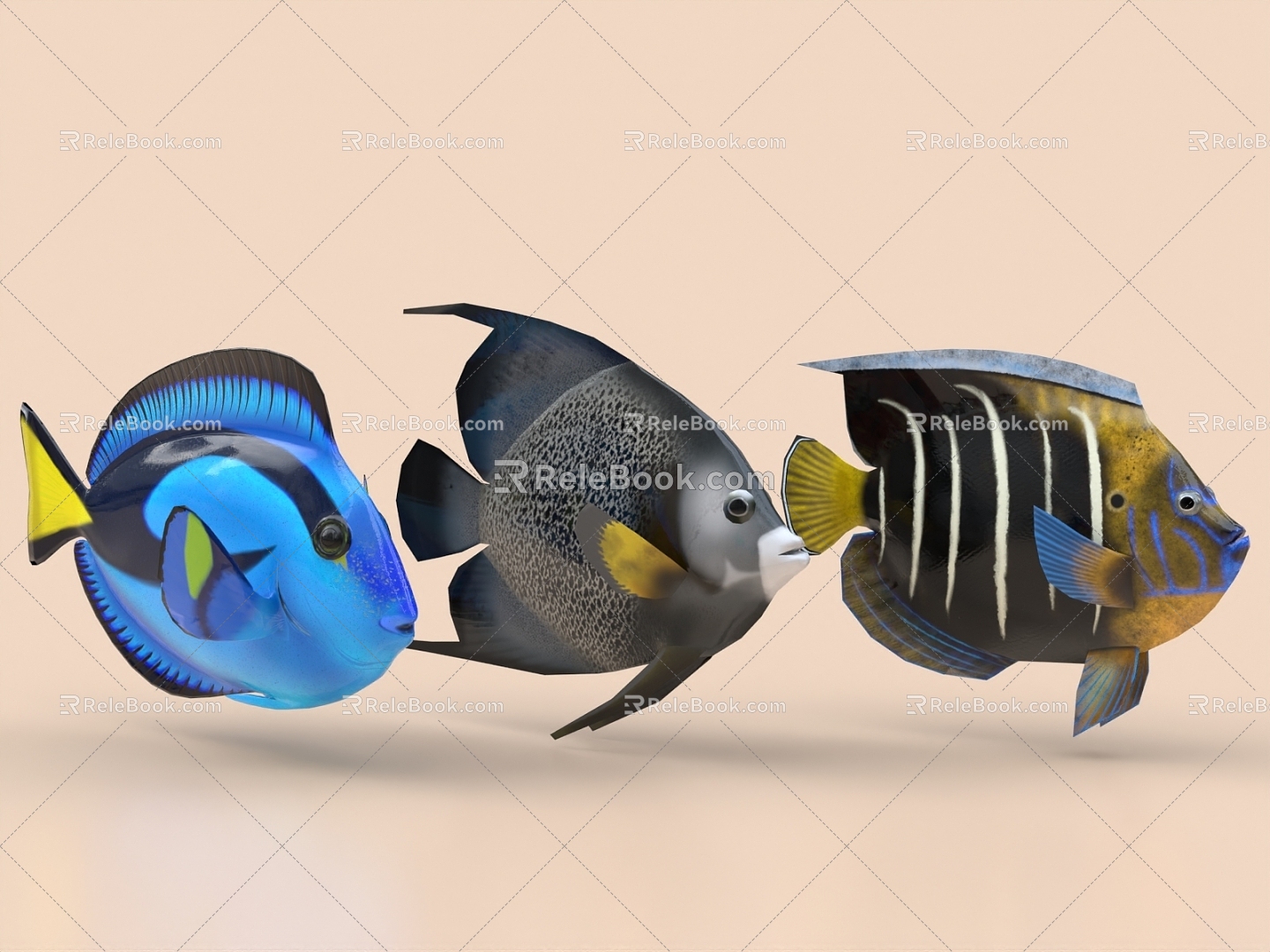 angelfish marine fish ornamental fish tropical fish pet fish fish 3d model