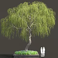 Weeping Willow Tree with Curved Trunk Hanging Green Leaves in Square Flower Bed and People