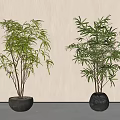 Two Potted Bonsai Plants in Black Pots with Lush Green Leaves for Indoor Decoration