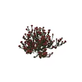 Vibrant Red Blooming Flowers And Green Plants With Lush Leaves In Garden