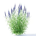 Elegant Veronica Longifolia Garden Accent with Purple Flower Spikes and Green Foliage for Garden Decoration