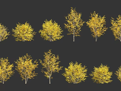 Multiple Yellow Trees Arranged Neatly In Two Rows With Black Background 3d model