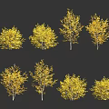 Multiple Yellow Trees Arranged Neatly In Two Rows With Black Background 3d model