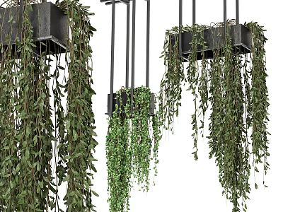 Lush Hanging Basket Plants With Trailing Green Vines And Indoor Decorative Accents 3d model