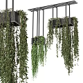 Lush Hanging Basket Plants With Trailing Green Vines And Indoor Decorative Accents