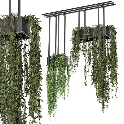 Lush Hanging Basket Plants With Trailing Green Vines And Indoor Decorative Accents 3d model