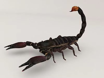 Detailed Black Striped Scorpion Reptile with Orange Tail Tip and Large Pincers 3d model