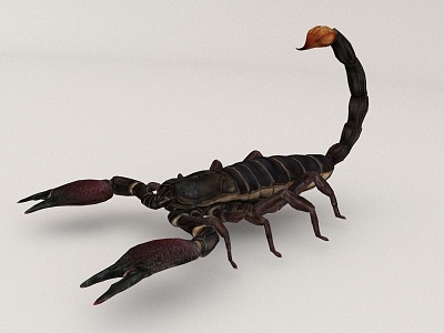 Scorpion Animal Beast model