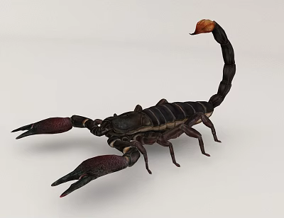 Detailed Black Striped Scorpion Reptile with Orange Tail Tip and Large Pincers 3d model Detailed Black Striped Scorpion Reptile with Orange Tail Tip and Large Pincers 3d model