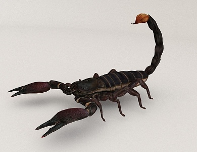 Scorpion Animal Beast 3d model