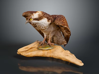 Osprey Bird Perched On Wooden Log With Fish In Talons And Detailed Feather Texture 3d model