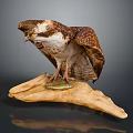Osprey Bird Perched On Wooden Log With Fish In Talons And Detailed Feather Texture