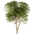 Arbor Tree With Green Leaves Textured Trunk And Lush Dense Foliage
