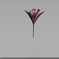 Vibrant Pink Lily Flower Blooming with Open Petals on Dark Background