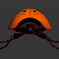 Orange Ladybug With Black Spots On Its Shiny Back Close Up View 3d model