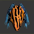 Vibrant Orange Black and Blue Patterned Frog with Colorful Body and Blue Legs
