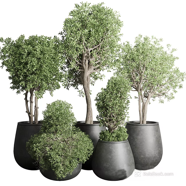 Bonsai Potted Plants With Green Leafy Foliage And Black Ceramic Pots 3d model 