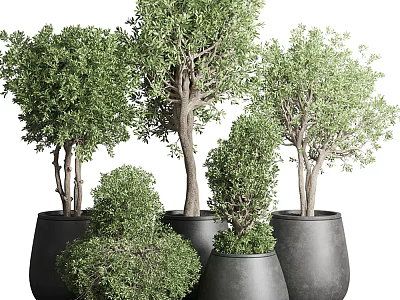 Bonsai Potted Plants With Green Leafy Foliage And Black Ceramic Pots 3d model
