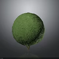 Green Spherical Ornamental Plant With Small Stand For Home Indoor Decoration