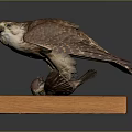 Well Preserved Falcon Taxidermy Specimen Standing On Solid Wooden Base