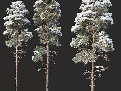 Three Snow Covered Pine Trees In Winter With White Snow On Branches And Trunks 3d model