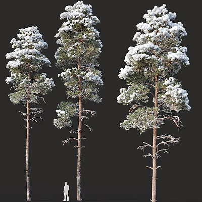 Three Snow Covered Pine Trees In Winter With White Snow On Branches And Trunks 3d model