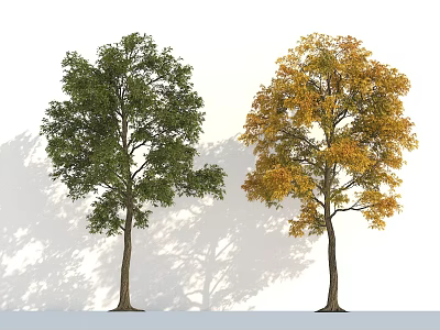 Two Arbor Trees Featuring Green And Yellow Seasonal Foliage In Natural Landscape 3d model