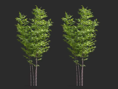 Lush Green Bamboo Plants With Slender Stems And Fresh Foliage On Black Background 3d model