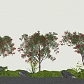 Phoenix Tree Landscape Tree Street Tree Courtyard Tree 3d model