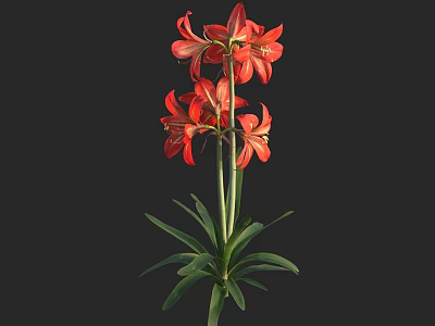 Red Lilies With Vibrant Petals Green Stems And Lush Leaves On Black Background 3d model