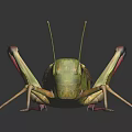 Realistic Detailed Green Brown Locust With Long Hind Legs And Wings On Dark Background