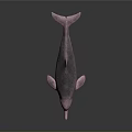 Aquatic Animal Pink Dolphin With Open Mouth And Smooth Skin