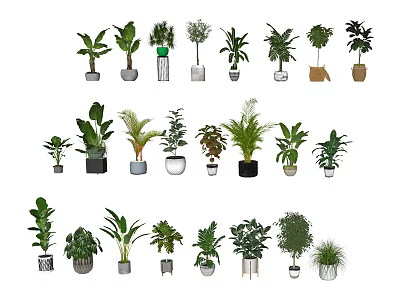 Assorted Bonsai And Potted Plants With Various Leaf Types And Decorative Pots 3d model