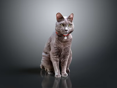 Gray Cat with Red Collar Green Eyes Sitting on Shiny Black Surface Against Dark Background 3d model