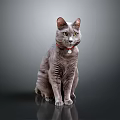 Gray Cat with Red Collar Green Eyes Sitting on Shiny Black Surface Against Dark Background