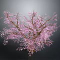Blooming Pink Flowering Tree With Lush Branches Against Gray Background