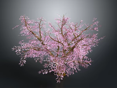 Blooming Pink Flowering Tree With Lush Branches Against Gray Background 3d model
