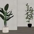 Stylish Indoor Potted Plants With Various Green Leaves In White Planters For Home Interior Decor