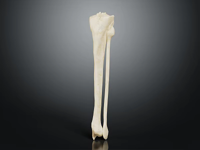 Human Leg Bone Model Showing Tibia And Fibula In White With Dark Background 3d model