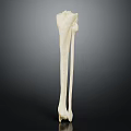 Human Leg Bone Model Showing Tibia And Fibula In White With Dark Background 3d model