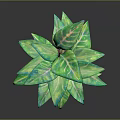 Vibrant Green Potted Plant With Light Green Leaves In Red Decorative Pot