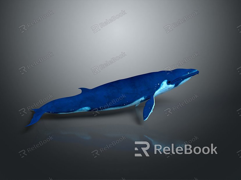 whale cartoon whale mammal marine mammal marine animal fish freshwater fish marine fish model