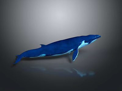 Blue Whale Swimming In Ocean With Reflection On Calm Water Surface 3d model