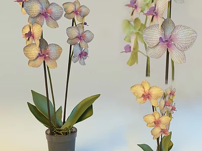 Orchid Bonsai Potted Plant With Colorful Flowers And Green Leaves In Pot 3d model