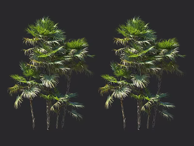 Lush Green Palm Trees With Clustered Trunks And Vibrant Fronds In Natural Landscape 3d model