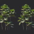 Lush Green Palm Trees With Clustered Trunks And Vibrant Fronds In Natural Landscape