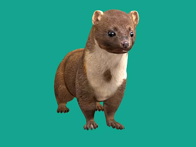 Brown And White Marten Standing On Green Background In Natural Pose 3d model