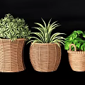 Bonsai Potted Plants with Wicker Pots and Various Green Leaves for Decorative